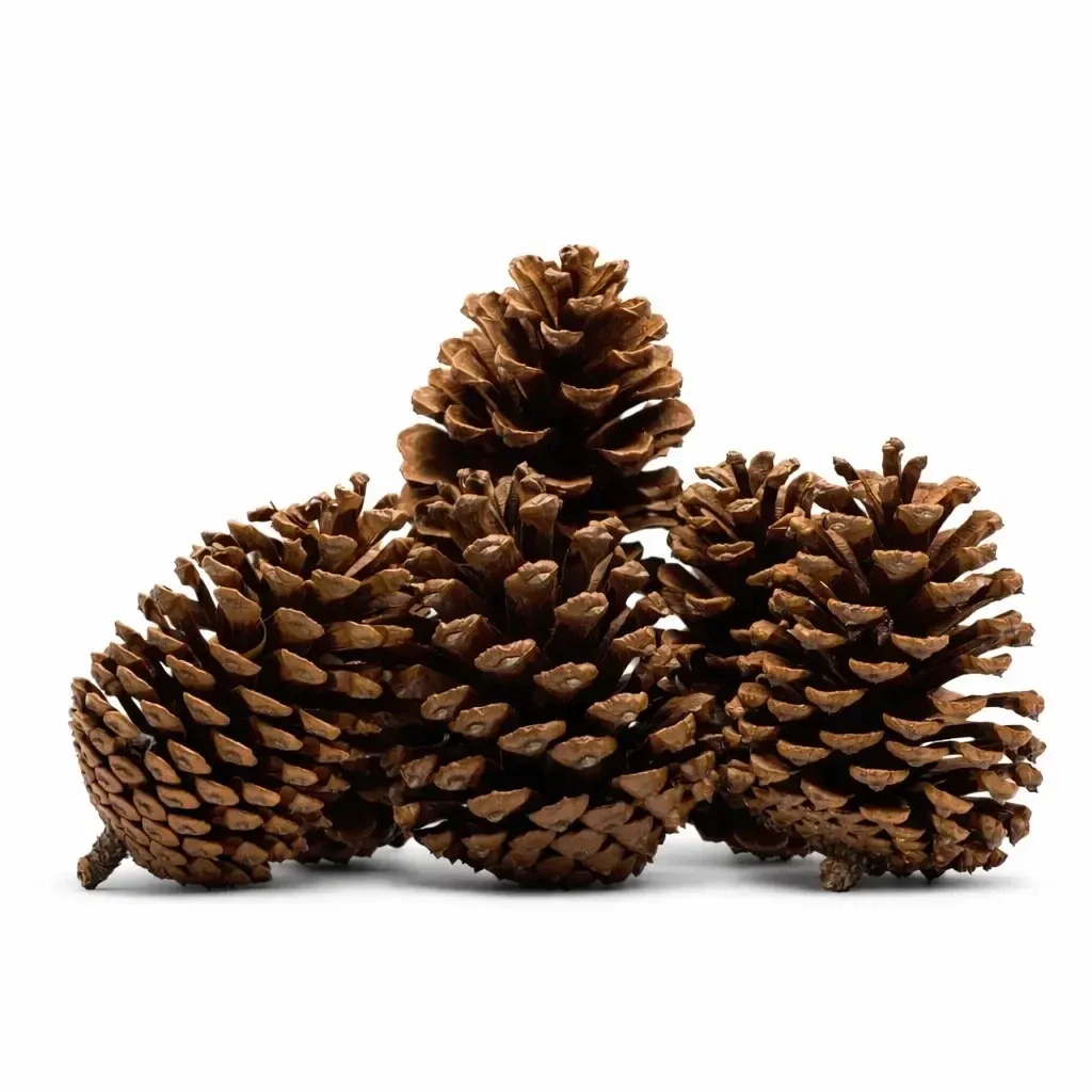Décoration en bois pommes de pin naturelles 8 × 12 cm, paquet de 6